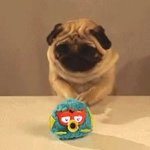 A pug trying to get something GIF Template