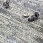 Squirrel feed