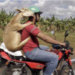 Goat on a bike