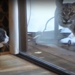 Cat VS Bobcat