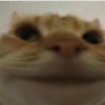 Front-Facing Camera Cat meme