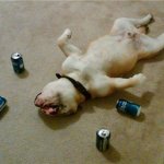 Really drunk dog