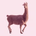 llama