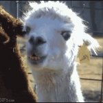 llama