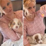 Britney Spears dog