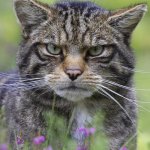 Judgemental wildcat