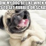 happy dog | HOW MY DOG BE LIKE WHEN HE WANTS TO GET RUBBED OR SCRATCHED | image tagged in happy dog | made w/ Imgflip meme maker