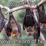 Bats Shrugging Upside Down | Covid-19? Never heard of her. | image tagged in bats shrugging upside down | made w/ Imgflip meme maker