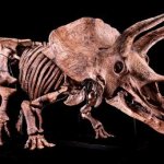 Dino Fossil