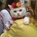 Angry Ukrainian Cat