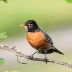 American Robin