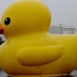 When the duck is bigger than the tub meme