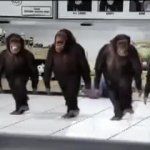 Monkeys GIF Template
