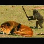 Monkey with stick hitting lion