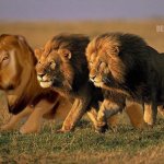 How I look next to my brothers.. | image tagged in me brothers and i,brothers,lions,beta,alpha,chad | made w/ Imgflip meme maker