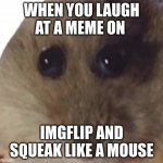 Hampter | WHEN YOU LAUGH AT A MEME ON; IMGFLIP AND SQUEAK LIKE A MOUSE | image tagged in hampter | made w/ Imgflip meme maker