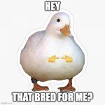 This duck would like some bread | HEY; THAT BRED FOR ME? | image tagged in shy duck,memes,bread,funny,cute | made w/ Imgflip meme maker