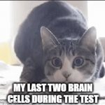 dancin' | MY LAST TWO BRAIN CELLS DURING THE TEST | image tagged in gifs,memes,school,test,shaq,cats | made w/ Imgflip video-to-gif maker