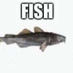 fish spin meme