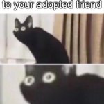 oops | when you say ur mom to your adopted friend | image tagged in oh no cat | made w/ Imgflip meme maker