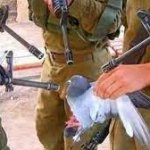 Pigeon held at gunpoint