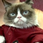 Grumpy Cat in Red Clothes