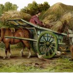 Horse buggy and hay