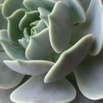 Succulent