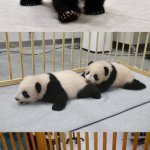 Cute pandas