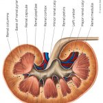 Nephrology