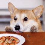 Hungry corgi