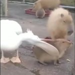 Pelican tries to eat a capybara