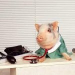 Dr. Pig meme