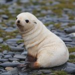 Adorable Seal