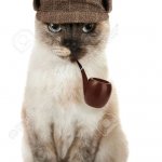 Cat detective