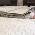 Hungry Snake GIF Template