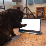 Black Cat Looks At Screen