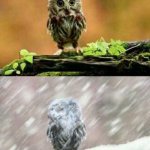 Coloradans will understand | COLORADO MORNING; THREE HOURS LATER | image tagged in spring winter owl | made w/ Imgflip meme maker
