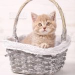 Kitten in a Hand Basket