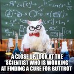 Chemistry Cat Meme | A CLOSE UP LOOK AT THE SCIENTIST WHO IS WORKING AT FINDING A CURE FOR BUTTROT | image tagged in memes,chemistry cat | made w/ Imgflip meme maker