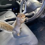 Squirrel driving