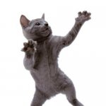 Dancing Cat | BA BA BA DI DA DA | image tagged in happy dance cat | made w/ Imgflip meme maker