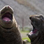 Shouting seals