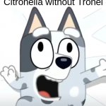 Funny because Valentina | When you found out that you can't spell Citronella without Tronel | image tagged in crazy muffin bluey,funny,forza valentina tronel,french,singer | made w/ Imgflip meme maker