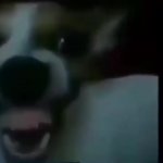 Laughing Chihuahua GIF Template