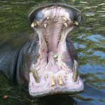 Hippo Open Mouth