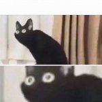 oh no cat template