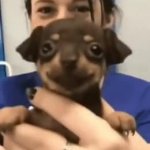 Happiest puppy ever GIF Template