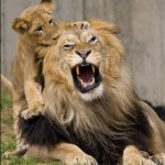 Cub Pawing Lion's Mane