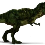 Male T rex